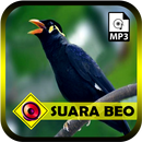 Suara Burung Beo Bisa Bicara APK