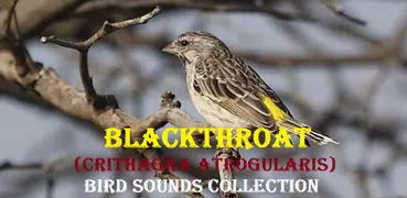 Suara Burung Blackthroat Masteran Gacor Ngeroll
