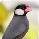 Suara Burung Gelatik : Master Kicau Burung Gelatik APK