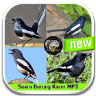 ikon Suara Burung Kacer MP3