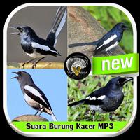 Suara Burung Kacer MP3 截图 3
