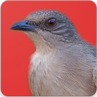 Suara Burung Kapas Tembak : Masteran Kapas Tembak Zeichen