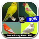 The voice of the Canary Bird APK