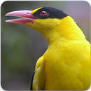 Masteran Kepodang : Suara Burung Kepodang Gacor APK