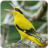 Suara Burung Kepodang Masteran Burung Kepodang For Android Apk