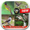 The voice of the Kutilang bird APK