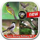 The voice of the Kutilang bird APK