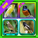 101+ Suara Burung Indah APK