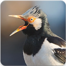 Suara Burung Jalak Suren : Masteran Jalak Suren APK