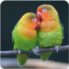 Suara Kicau Burung Lovebird icône