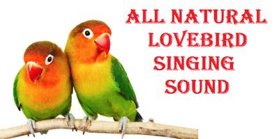 Suara Kicau Burung Lovebird poster