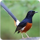 Suara Burung Murai Batu Gacor : Kicau Murai Isian APK