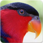 Suara Burung Nuri : Kicau Burung Nuri Masteran icône