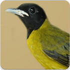 Suara Burung Samyong : Kicau Samyong Masteran icône