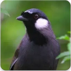 Descargar APK de Suara Burung Poksay : Masteran Poksay Gacor
