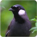 Suara Burung Poksay : Masteran Poksay Gacor APK