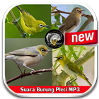 Suara Burung Pleci MP3 ícone