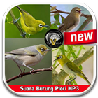 The sound of Bird Pleci icono