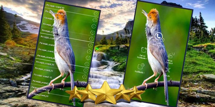 Kicau Prenjak Masteran Suara Burung Prenjak Gacor Para Android