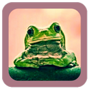 Suara Kodok APK