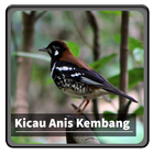 Kicau Suara Burung Anis Kembang آئیکن