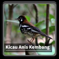 Kicau Suara Burung Anis Kembang 포스터