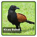 Kicau Suara Burung Bubut APK