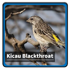 Kicau Suara Burung Blackthroat ícone