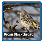 Kicau Suara Burung Blackthroat آئیکن