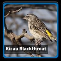 Kicau Suara Burung Blackthroat โปสเตอร์