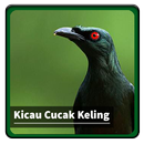 Kicau Suara Burung Cucak Keling APK