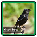 Kicau Suara Burung Decu APK