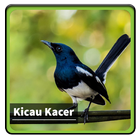 Kicau Suara Burung Kacer ícone