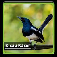 Kicau Suara Burung Kacer Affiche