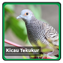 Kicau Suara Burung Tekukur APK