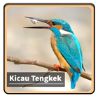 Kicau Suara Burung Tengkek آئیکن