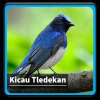 Kicau Suara Burung Tledekan Affiche