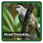 Kicau Suara Burung Trucukan أيقونة