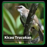 Kicau Suara Burung Trucukan الملصق