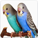 Suara Kicau Burung Parkit : Masteran Burung Parkit APK