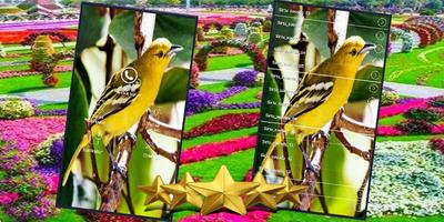 Masteran Sirtu: Suara Burung Sirtu dan Kicau Cipoh poster