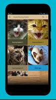 Suara Kucing Kawin Affiche