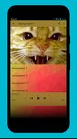 Suara Kucing Kawin capture d'écran 2
