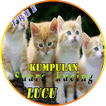 Suara Kucing Lucu