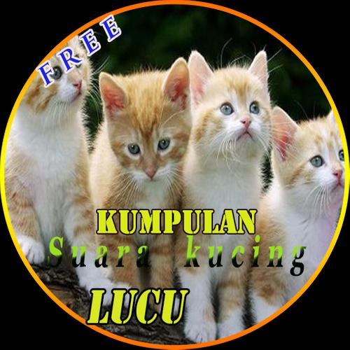 Suara Kucing For Android Apk Download