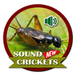 Nueva voz de cricket