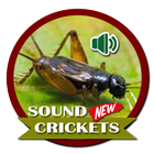 Nueva voz de cricket icono