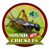 New Cricket Voice icône