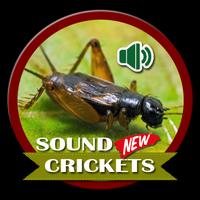 Nueva voz de cricket Poster