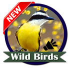 Wild Birds icon